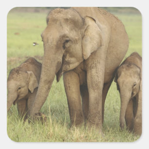Sticker Carré Éléphant d'Asie indien et jeunes
