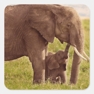 Sticker Carré Éléphant et bébé des images de Getty