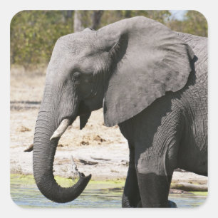 Sticker Carré Éléphant (Loxodonta africana), chenal Savute