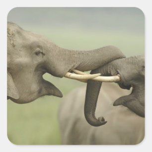 Sticker Carré Éléphants asiatiques indiens jouent à la lutte