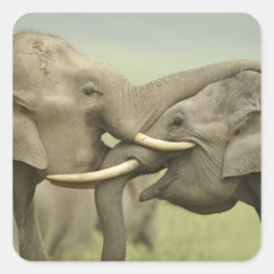 Sticker Carré Éléphants asiatiques indiens s'amusent à se battre
