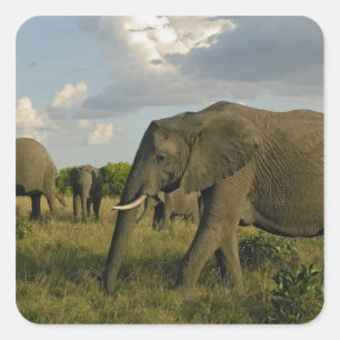 Sticker Carré Éléphants d'Afrique paissant, Loxodonta africana,