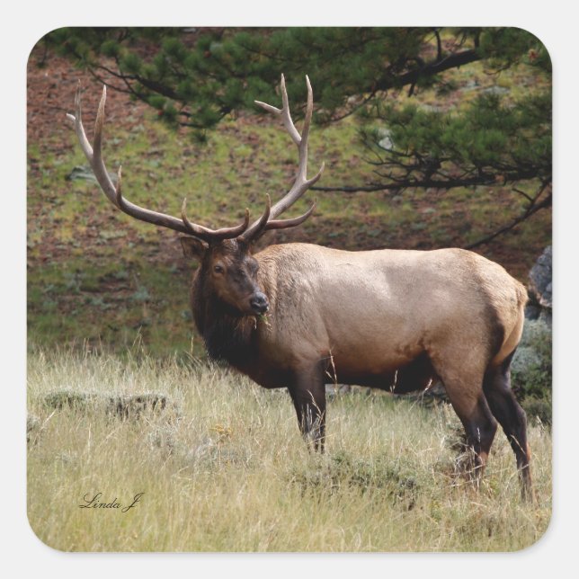Sticker Carré Elk dans le désert (Devant)
