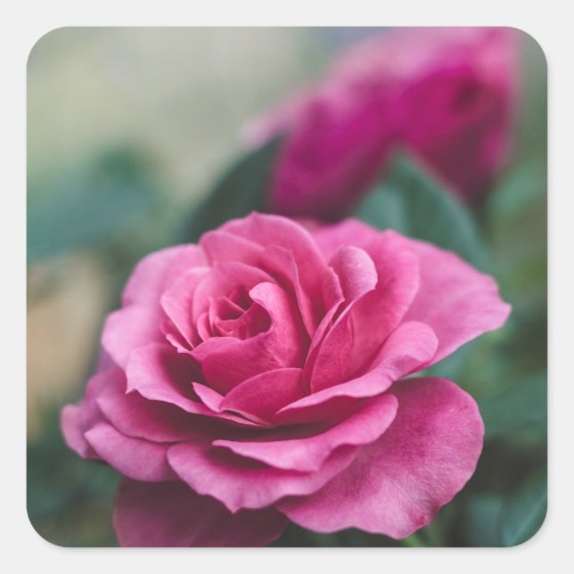 Sticker Carré Enveloppe rose rose - Phoques Favoriser les autoco (Devant)