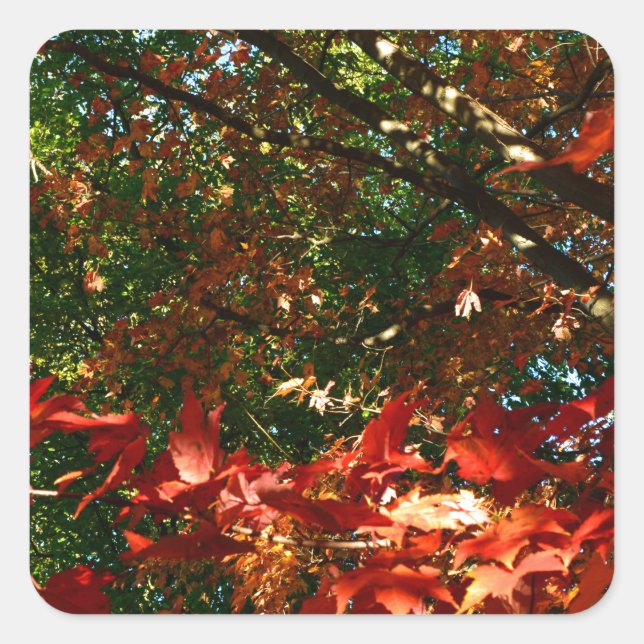Sticker Carré Érable japonais, arbre d'automne feuilles (Devant)