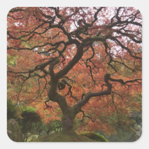 Sticker Carré Érable japonais en couleur d'automne