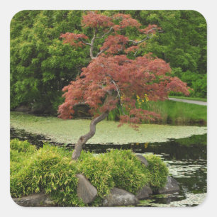 Sticker Carré Érable japonais et étang de jardin