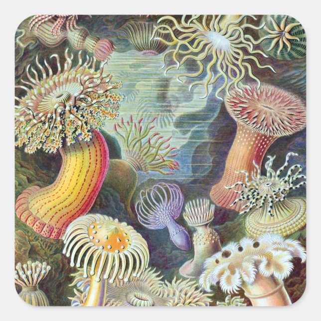 Sticker Carré Ernst Haeckel Kunstformen der Natur Actiniae (Devant)