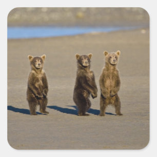 Sticker Carré États-Unis Alaska. Cubes d'ours Brown côtier