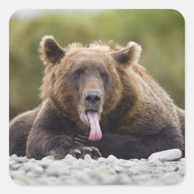 Sticker Carré États-Unis, Alaska, Parc national de Katmai, baie  (Devant)