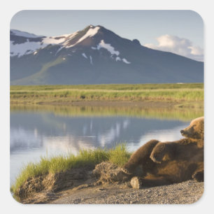 Sticker Carré États-Unis, Alaska, Parc national de Katmai, Ours 