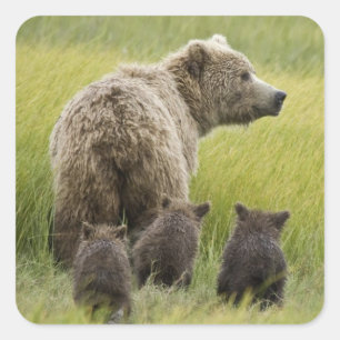 Sticker Carré États-Unis, Alaska, parc national de Lake Clark. G