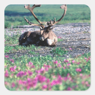 Sticker Carré États-Unis, Alaska, Parc national Denali, Caribou