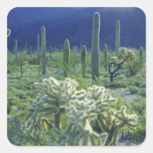 Sticker Carré États-Unis, Arizona, Organ Pipe Cactus National