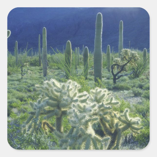 Sticker Carré États-Unis, Arizona, Organ Pipe Cactus National (Devant)