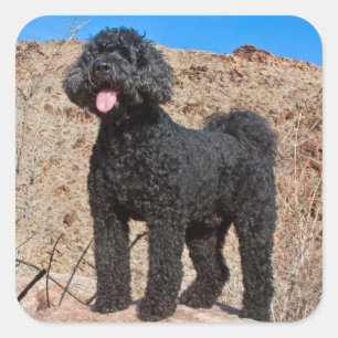 Sticker Carré États-Unis, Californie. Labradoodle