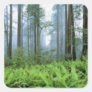 Sticker Carré États-Unis, Californie, Parc national de Redwood. 