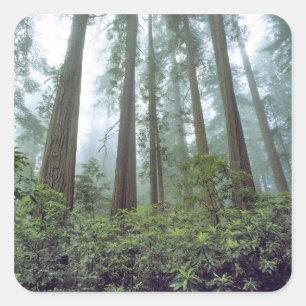 Sticker Carré États-Unis, Californie, Parc national de Redwood. 