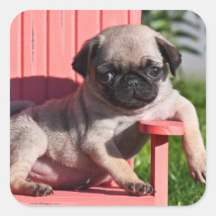 Sticker Carré États-Unis, Californie. Pug chiot affalé