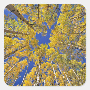 Sticker Carré États-Unis, Colorado, région d'Aspen. Forêt de tre