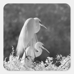 Sticker Carré États-Unis, Floride, Grande Aigrette (Ardea alba)