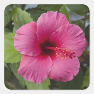 Sticker Carré États-Unis, Hawaï, Oahu. L'Hibiscus est le 2