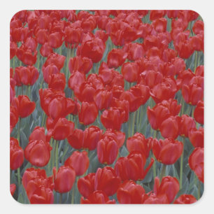 Sticker Carré États-Unis, Ohio, Cincinnati. Parterre de tulipes