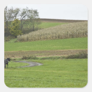 Sticker Carré États-Unis, Ohio du nord-est. Buggy Amish sur la f
