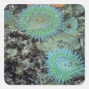 Sticker Carré États-Unis, Oregon, Neptune SP. Mer aux tons de bi