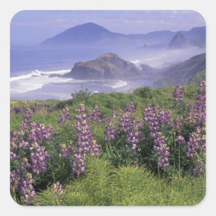 Sticker Carré États-Unis, Oregon, Nesika Beach. Lupin et Oregon