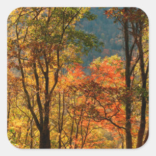 Sticker Carré États-Unis, Tennessee. Feuillage d'automne