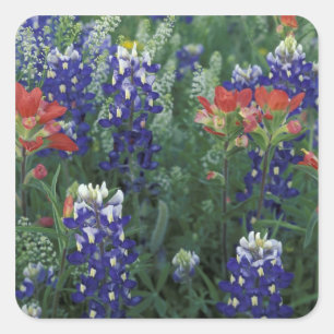 Sticker Carré États-Unis, Texas Hill Country. Bleuets et