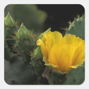 Sticker Carré États-Unis, Texas, Prickly Pear Cactus en fleurs.