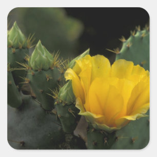 Sticker Carré États-Unis, Texas, Prickly Pear Cactus en fleurs.