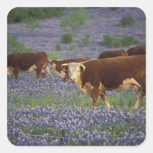 Sticker Carré États-Unis, Texas, Texas Hill Country, Hereford