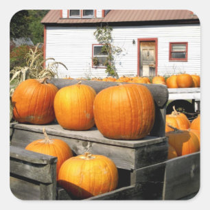 Sticker Carré États-Unis, Vermont. Citrouilles