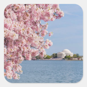 Sticker Carré États-Unis, Washington DC, Cherry tree
