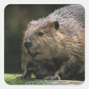 Sticker Carré États-Unis, Washington, Northwest Trek. Beaver