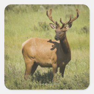 Sticker Carré États-Unis, Wyoming, Parc national de Yellowstone