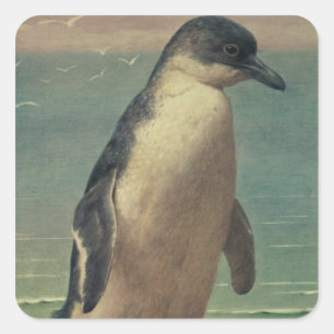 Sticker Carré Étude d'un pingouin