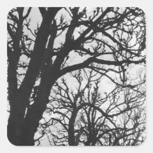 Sticker Carré Europe, France, Paris. Arbres d'hiver, Marco