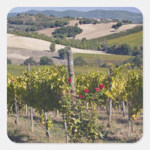 Sticker Carré Europe, Italie, Ombrie, près de Montefalco, vignob