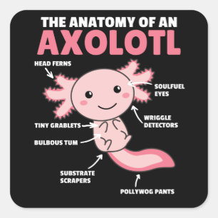 Sticker Carré Explication Axolotl Anatomie D'Un Axolotl