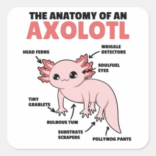 Sticker Carré Explication Axolotl Anatomie D'Un Axolotl
