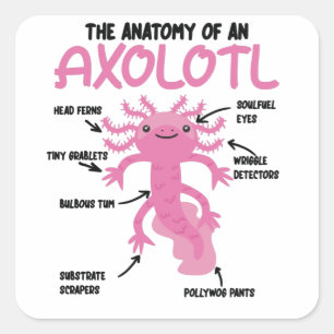 Sticker Carré Explication Axolotl Anatomie D'Un Axolotl