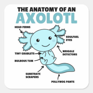 Sticker Carré Explication Axolotl Anatomie D'Un Axolotl