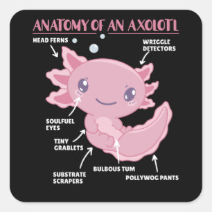Sticker Carré Explication Axolotl Anatomie D'Un Axolotl