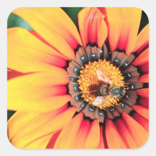 Sticker Carré Extrême gros plan d'une abeille collectant du poll