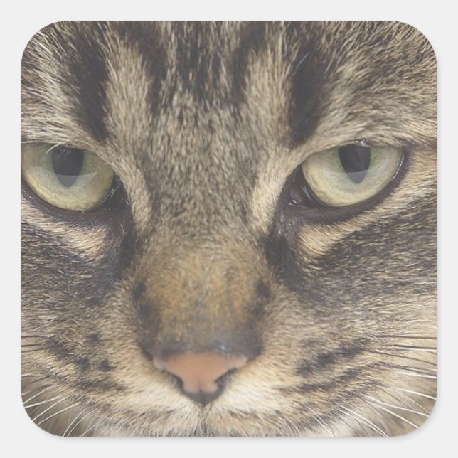 Sticker Carré Face de chat (Devant)