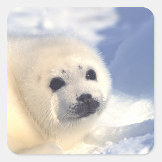 Sticker Carré Face de joint